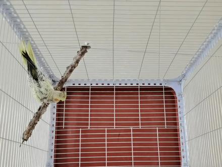 玄凤鹦鹉笼子制作,自制鸟笼更适合玄凤鹦鹉习性