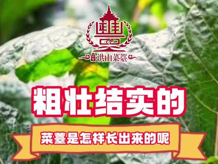 粗壮结实的菜苔是怎么长出来的?#洪山菜苔基地 #洪山菜苔 #武汉瑞丰洪山菜薹 #国家地理标志保护产品 #湖北特产