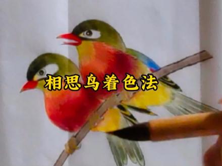 相思鸟着色法#云海素心教国画 #传统文化 #原创 #工笔画 #山水画