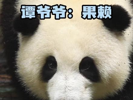 饲养员谭爷爷是怎么精准吐槽花花的?#大熊猫和花 #熊猫果赖 #熊猫