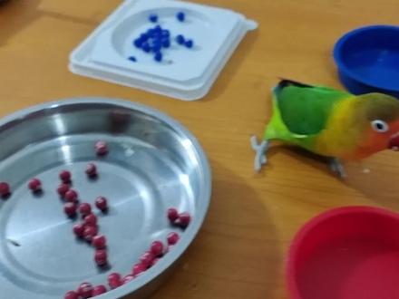 摇奖机上次叼的数字没拍清楚,这次把数字拍清楚发出来,只做参考 #鹦鹉🦜 #牡丹鹦鹉