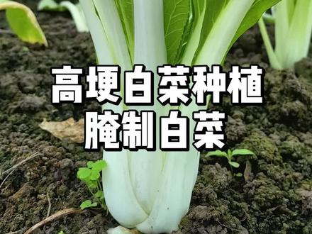 高梗白菜怎么种植,腌制白菜种植方法