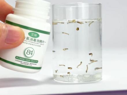 把一整瓶泡腾片丢给孑孓!会发生什么事?#孑孓 #蚊子幼虫 #泡腾片