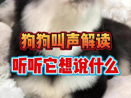 狗狗叫声解读#新手养狗#养狗经验分享#狗狗#养狗指南#养狗人