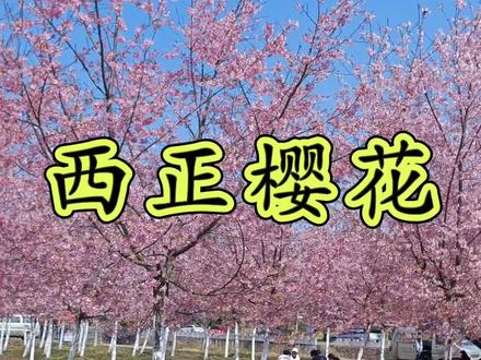 永康侬周末可以来武义西正村赏樱,就在八字墙隔壁。#永康 #武义 #樱花 #踏青 #春天的气息