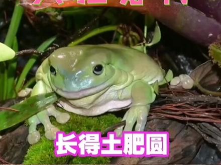 老爷树蛙#动物 #青蛙 #树蛙 #宠物成精啦 #动物世界