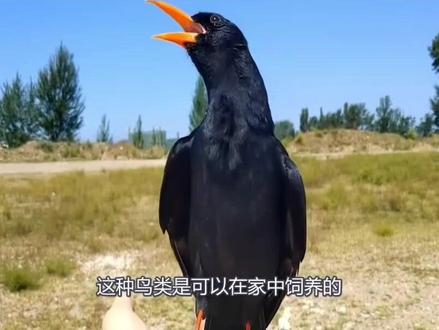 普红要来了😃
#红嘴山鸦