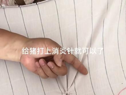 #猪脱肛 #猪脱肛怎么办 猪脱肛了我教你如何处理#兽医包子哥 @抖音小助手