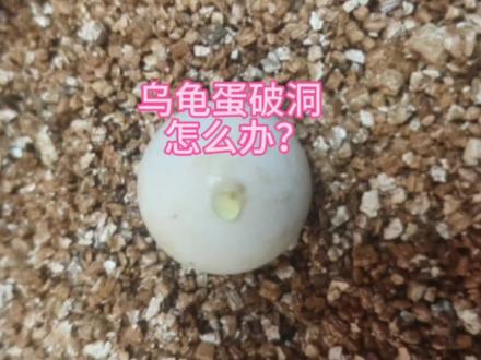 乌龟蛋破洞了怎么办?会不会孵不出来了?别慌,我教你怎么操作。#孵蛋 #乌龟蛋孵化 #乌龟蛋破洞怎么办 #蛋破洞了怎么孵化 #佛鳄龟蛋 #养龟知识分享 #养龟日常 #人工孵化 #乌龟破壳而出 #乌龟蛋破裂修复