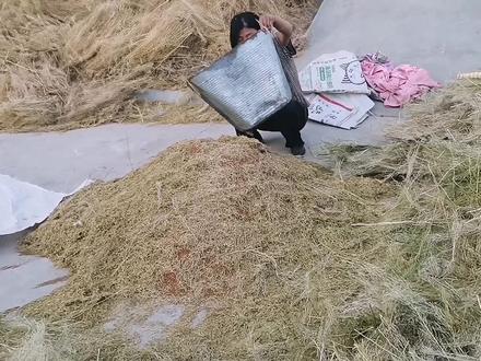 葶苈子别名米蒿野生纯天然原以为它是草没想到既能打油又能做饲料 #我的乡村生活 #我的农村生活 #农村生活 #农村日常 #农村 #纯天然无添加 #纯天然绿色食品 #中药 #中草药 #三农