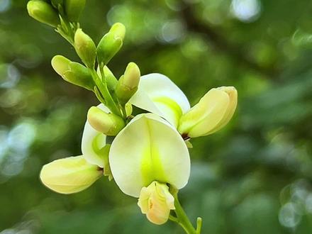 秦岭本草,槐花、槐角