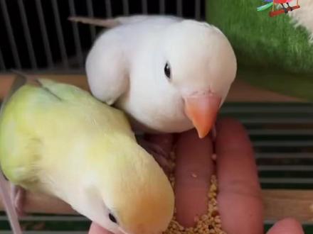 养好鹦鹉其实很简单 不花钱喂这四种鸟儿多活大几年! #养鹦鹉#鹦鹉小白#养鹦鹉知识#鹦鹉#鹦鹉日常