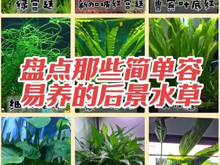 18种没有二氧化碳也能养的后景水草有竹节草、日本高珍珠、水罗兰、水芹、青丝红叶、金鱼藻、蜈蚣草、绿菊、绿羽毛、绿宫廷、新加坡红宫廷、秘鲁叶底红、细叶龙鞭、宽叶龙鞭、大九冠、大叶榕、山崎桂、阿根廷皇冠草。
其中金鱼藻、竹节草、高珍珠最适合新手入坑练手,也是虾宝宝和孔雀鱼宝宝的天然躲避场所。
新加坡宫廷是我试过的水草里面唯一一个能无碳养活并发色的红色后景水草品种,但需要有良好的光照和底床不能无土栽培。
绿菊和绿羽毛容易掉叶子,不要种植过密集。
水芹、大九冠和龙鞭容易成缸霸,缸够大的再养。
山崎桂和阿根廷皇冠草属于半水生植物,根在水中叶子在水上,缸上需要有足够的空间和光照,可以放阳台做绿植。#新手水草 #无碳水草 #后景水草 #鱼缸里的大自然 #懒人水草