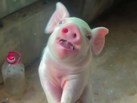 沉浸式感受18种不同动物的叫声 #动物的叫声 #动物搞笑配音 #保护动物 #动物科普