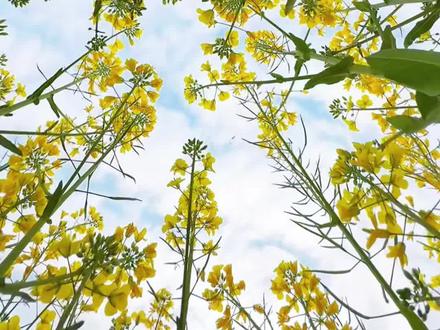 一镜到底拍油菜花 油菜花试试这样拍,简单大气有创意#手机摄影 #拍摄技巧 #一镜到底 #油菜花的季节 #拍花技巧