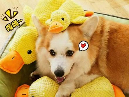 一按就嘎嘎叫的大黄鸭,好玩又耐咬,狗狗自嗨根本停不下来睡觉都得搂着#萌宠好物 #狗狗玩具 #拉布拉多