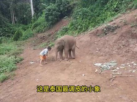 小主人扯着小象肚皮说你该减肥了,小象很生气开始报复