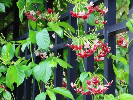 素瓣攀红绺,翠蔓缀星稠,清香飘阵阵
它的名字叫使君子花……#使君子花