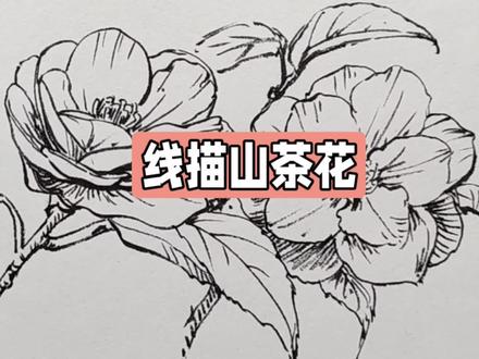 线描山茶花绘画步骤#画画#绘画#手绘#花绘画教程