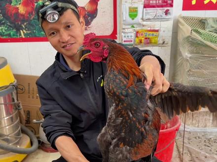 越南老公鸡也被嘎掉 不管你来自哪里,只要上了我这张台面,你都逃不掉!#民间手艺 #民间技术活 #技术分享 #民间绝活 #非遗文化传承人