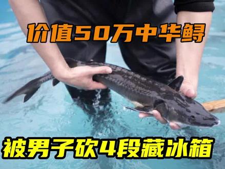 抓中华鲟砍4段藏冰箱,男子涉非法捕猎被抓,价值50万罚金定多少#中华鲟