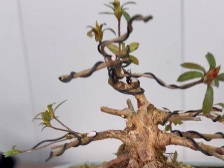 一颗皋月杜鹃矮霸素材 皋月杜鹃矮霸素材第二次去上铝丝定一下位置#皋月杜鹃#杜鹃#盆栽#盆景#皋月