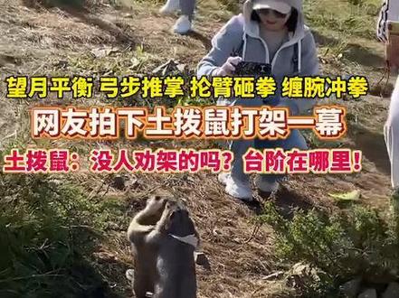 网友拍下土拨鼠打架一幕,#望月平衡、弓步推掌、抡臂砸拳、缠腕冲拳,境界很高就是没人劝架!#土拨鼠打架 #吃瓜群众 #搞笑