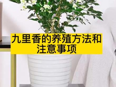 #九里香#九里香绿植 九里香养殖方法 九里香怎么养才能开花 九里香如何修剪#肥料 #花卉养护 九里香用什么土最好 #种植小技巧 九里香的养殖方法和注意事项