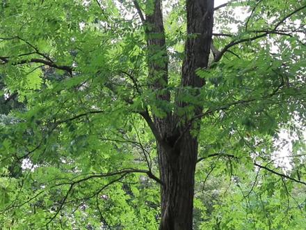 刺槐,南方人很少见,北方人的童年记忆,如今村里的刺槐也少了,有些东西在不动声色的消失,包括一些传统和习俗,这是一种永恒的失去,彻底的失去,这就是回不去的那个家,它可能叫做乡愁吧,不是从远方回来就能化解的愁,五月槐花飘落了,也飘落了你的童年,飘远了你的记忆,你眼里代表你家乡的树是什么呢?
#刺槐 #植物 #植物科普 #知识科普
