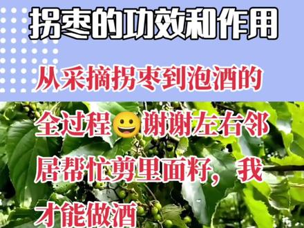 又到了釆摘拐枣的时候,我们家乡叫鸡枣梨,你们哪里有这种吗又叫什么呢?邻居家种了一颗树我从来没泡过药酒,也来尝试一下,主要谢谢邻居以及姐姐帮剪掉里面籽