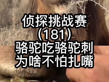 侦探挑战赛(181),骆驼吃骆驼刺,为啥不怕扎嘴? #地球百科君 #侦探挑战赛 #科普 #骆驼