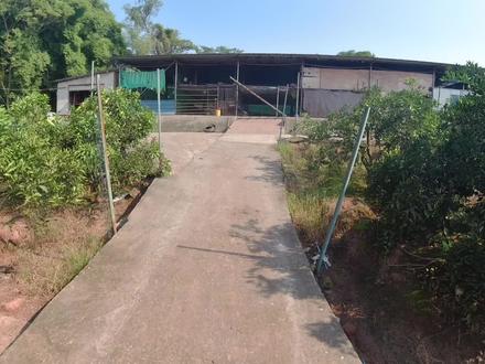 鹿开始配种,公鹿配种前要打斗,有一只受严重要分开