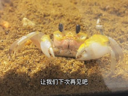 和美壮妈一起饲养呆萌的中华沙蟹#中华沙蟹#螃蟹 #螃蟹舞
