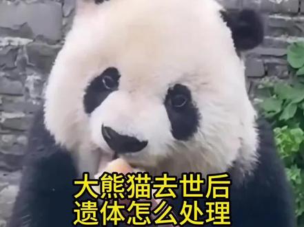 大熊猫那些不为人知的一面 大熊猫去世后它们的遗体要怎么处理?#科普 #大熊猫 #保护大熊猫