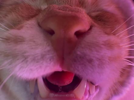 恐龙叫咋还有鼻音呢#小橘鼻 #恐龙怎么叫 #抽象 #萌宠 #猫咪迷惑行为