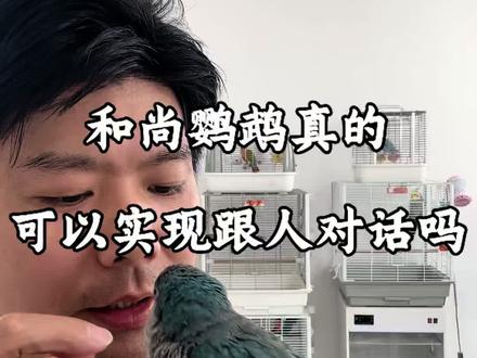 和尚鹦鹉真的可以跟人对话吗 #合法饲养鹦鹉 #人工繁殖 #和尚鹦鹉 #带标识合法鹦鹉