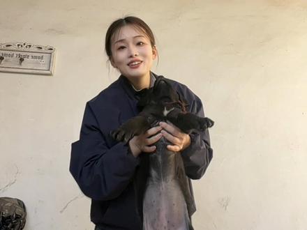 三只赠品狗狗的日常来了。关于花卷馒头辣条是男孩还是女孩的问题,直到昨天我才知道我一直弄错了,现在我给大家纠正下#农村小狗的日常 #创作者中心 #创作灵感