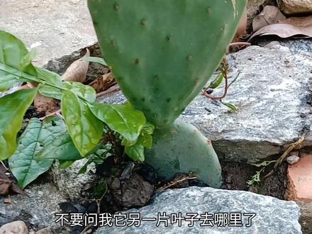 来自墨西哥的米邦塔仙人掌#块根植物