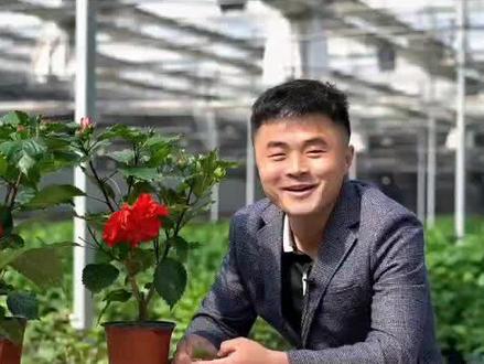 高颜值的大喇叭花,一年能开三百天,丹麦木槿的养护产品攻略#养花 #抖音助农 @DOU+小助手 #木槿花