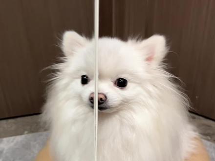 姐姐平时都化这么浓的妆吗#万物可爱计划 #宝贝年味企划 #新春萌宠才艺大赏 #博美 #修勾