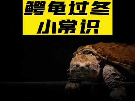 鳄龟过冬小常识!#鳄龟 #鳄龟冬眠 #大鳄龟