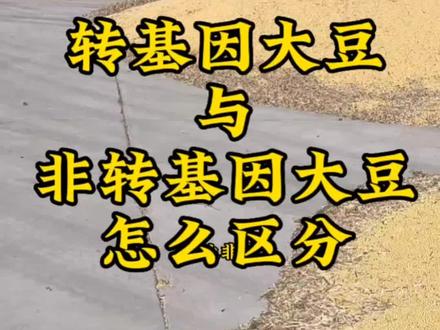 带您了解转基因大豆和非转基因大豆 #转基因大豆和非转基因大豆 #大豆种子 #农业农村农民农资