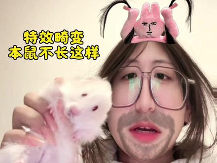 千万不要拿吓鼠音频去吓鼠!幸好鼠鼠是假死,爱你小吱#dou上热门 #仓鼠 #金丝熊 #金丝熊 #胆小如鼠