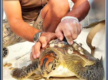 小哥不仅帮海龟清理藤壶,还给海龟做个抛光 #解压 #藤壶 #极度舒适 #治愈系 #海龟