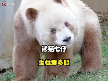 #动物的迷惑行为 #动物成精系列 好一个偷感十足