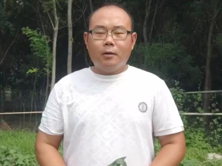 红薯裂口的五大主要原因