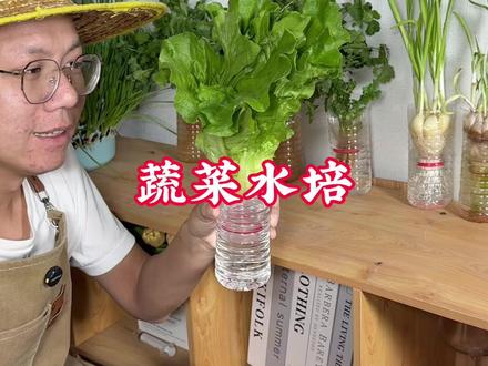 在家蔬菜水培,想吃的时候直接剪#水培植物 #蔬菜种植