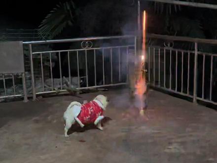 狗怕不怕烟花 #真实生活分享计划 #放烟花 谁说狗怕烟花的,兴奋惨了,一秒都不用剪,已经拦不住它了#家有萌宠过大年 #萌犬 #放炮