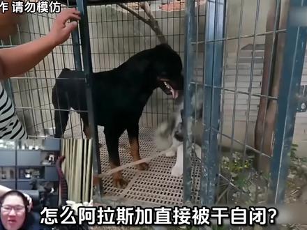 PDD看换了7个主人的恶犬恩佐被黑豹瞬间降服,笑的停不下来! #pdd