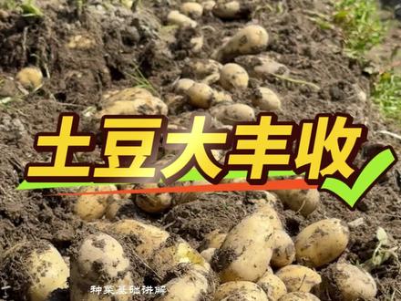 土豆从种植到收获,满满的成就感 #土豆收获 #挖土豆
